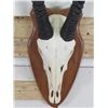 Image 8 : GEMSBOK Euro Mount Skull with Removable Horns