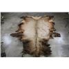 Image 1 : ELK Hide or Pelt