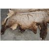 Image 3 : ELK Hide or Pelt