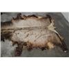 Image 4 : ELK Hide or Pelt
