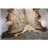Image 5 : ELK Hide or Pelt