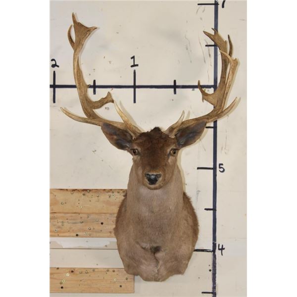 22-Point CHOCOLATE FALLOW DEER Shoulder Mount