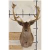 Image 1 : 22-Point CHOCOLATE FALLOW DEER Shoulder Mount