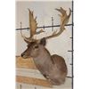 Image 2 : 22-Point CHOCOLATE FALLOW DEER Shoulder Mount