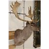 Image 3 : 22-Point CHOCOLATE FALLOW DEER Shoulder Mount
