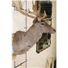 Image 4 : 22-Point CHOCOLATE FALLOW DEER Shoulder Mount
