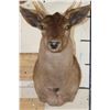 Image 5 : 22-Point CHOCOLATE FALLOW DEER Shoulder Mount