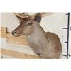 Image 6 : 22-Point CHOCOLATE FALLOW DEER Shoulder Mount