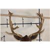 Image 7 : 22-Point CHOCOLATE FALLOW DEER Shoulder Mount
