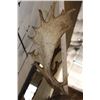 Image 8 : 22-Point CHOCOLATE FALLOW DEER Shoulder Mount