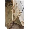 Image 9 : 22-Point CHOCOLATE FALLOW DEER Shoulder Mount