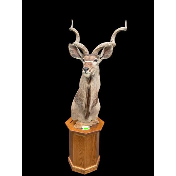 Trophy Sized AFRICAN KUDU Pedestal Mount on an Oak Base