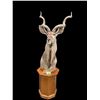 Image 1 : Trophy Sized AFRICAN KUDU Pedestal Mount on an Oak Base