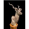 Image 4 : Trophy Sized AFRICAN KUDU Pedestal Mount on an Oak Base
