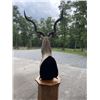 Image 5 : Trophy Sized AFRICAN KUDU Pedestal Mount on an Oak Base