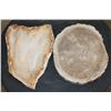 Image 8 : (2) PETRIFIED FOSSILIZED WOOD Slab Slices from Indonesia (ONE$)