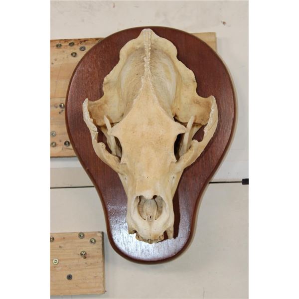 BLACK BEAR Skull on a Wooden Plaque