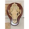 Image 1 : BLACK BEAR Skull on a Wooden Plaque