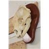 Image 2 : BLACK BEAR Skull on a Wooden Plaque