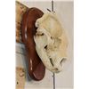 Image 3 : BLACK BEAR Skull on a Wooden Plaque