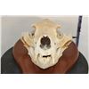Image 4 : BLACK BEAR Skull on a Wooden Plaque