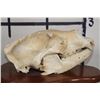 Image 5 : BLACK BEAR Skull on a Wooden Plaque