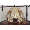 Image 7 : BLACK BEAR Skull on a Wooden Plaque