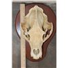 Image 8 : BLACK BEAR Skull on a Wooden Plaque
