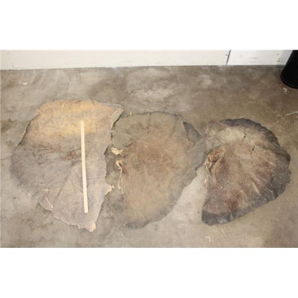 (3) African ELEPHANT Ear Skins (ONE$)
