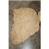 Image 5 : (3) African ELEPHANT Ear Skins (ONE$)