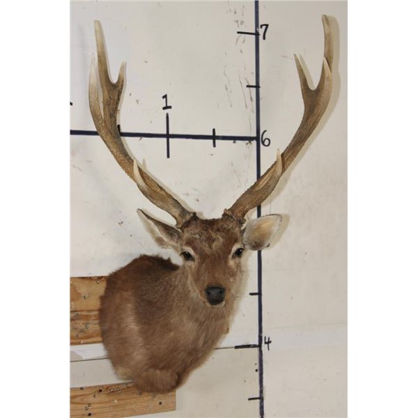Big 8-Point SIKA DEER Shoulder Mount