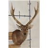 Image 1 : Big 8-Point SIKA DEER Shoulder Mount