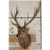 Image 2 : Big 8-Point SIKA DEER Shoulder Mount