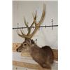 Image 3 : Big 8-Point SIKA DEER Shoulder Mount