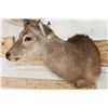 Image 4 : Big 8-Point SIKA DEER Shoulder Mount