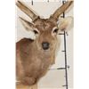 Image 5 : Big 8-Point SIKA DEER Shoulder Mount
