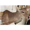 Image 6 : Big 8-Point SIKA DEER Shoulder Mount