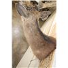 Image 7 : Big 8-Point SIKA DEER Shoulder Mount