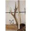Image 9 : Big 8-Point SIKA DEER Shoulder Mount