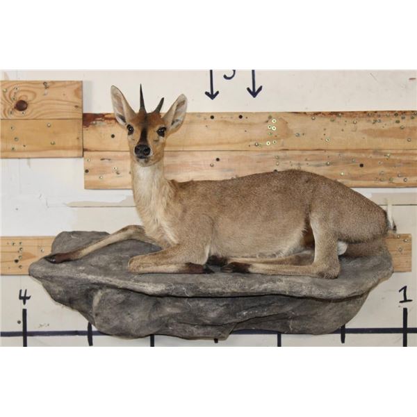 Life-sized COMMON DUIKER laying on a simulated Rock Hanger Base
