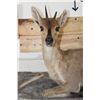 Image 5 : Life-sized COMMON DUIKER laying on a simulated Rock Hanger Base