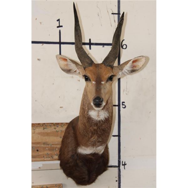 BUSHBUCK Shoulder Mount