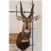 Image 1 : BUSHBUCK Shoulder Mount