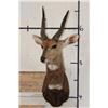 Image 2 : BUSHBUCK Shoulder Mount