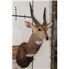 Image 4 : BUSHBUCK Shoulder Mount