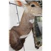Image 8 : BUSHBUCK Shoulder Mount