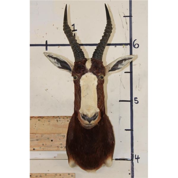 BLESBOK Shoulder Mount