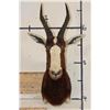 Image 1 : BLESBOK Shoulder Mount
