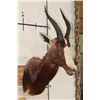 Image 3 : BLESBOK Shoulder Mount