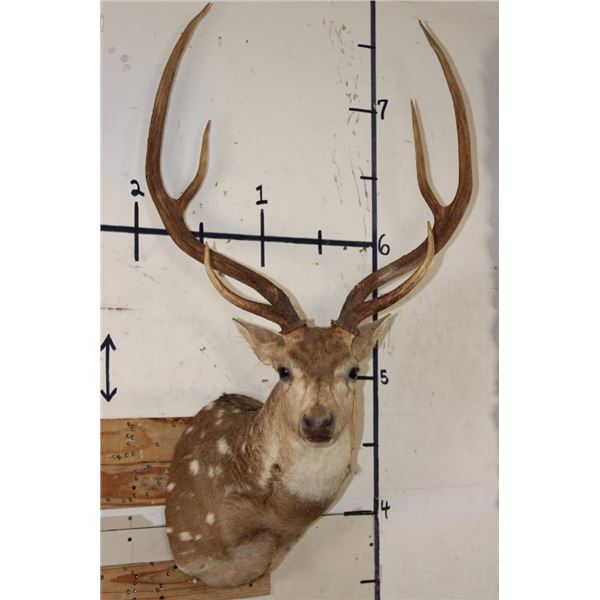 AXIS DEER Shoulder Mount